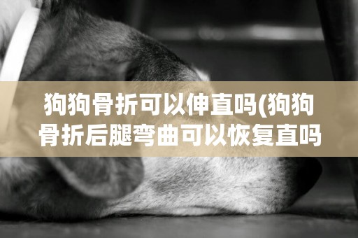 狗狗骨折可以伸直嗎(狗狗骨折后腿彎曲可以恢復直嗎)