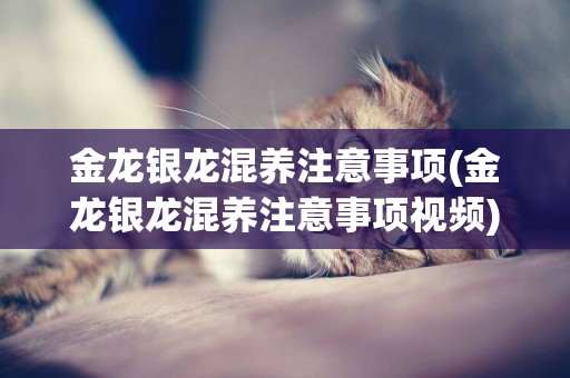 金龍銀龍混養注意事項(金龍銀龍混養注意事項視頻)