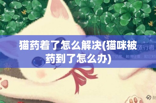 貓藥著了怎么解決(貓咪被藥到了怎么辦)