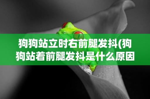 狗狗站立時右前腿發抖(狗狗站著前腿發抖是什么原因)
