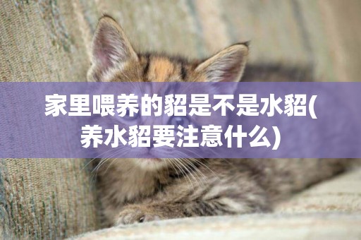 家里喂養的貂是不是水貂(養水貂要注意什么)