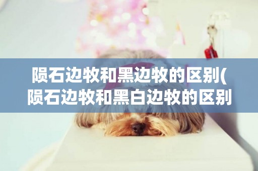 隕石邊牧和黑邊牧的區別(隕石邊牧和黑白邊牧的區別)