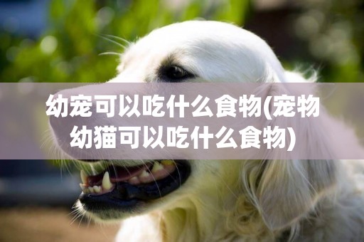 幼寵可以吃什么食物(寵物幼貓可以吃什么食物)