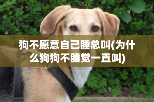 狗不愿意自己睡總叫(為什么狗狗不睡覺一直叫)