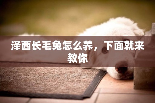 澤西長毛兔怎么養，下面就來教你