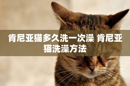 肯尼亞貓多久洗一次澡 肯尼亞貓洗澡方法
