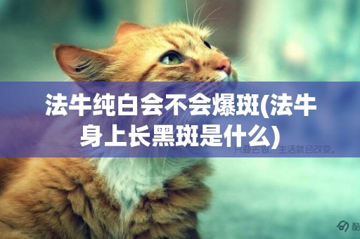法牛純白會不會爆斑(法牛身上長黑斑是什么)