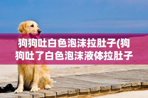 狗狗吐白色泡沫拉肚子(狗狗吐了白色泡沫液體拉肚子)