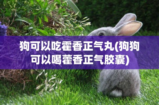 狗可以吃霍香正氣丸(狗狗可以喝藿香正氣膠囊)
