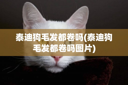 泰迪狗毛發都卷嗎(泰迪狗毛發都卷嗎圖片)