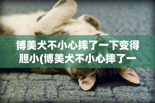 博美犬不小心摔了一下變得膽小(博美犬不小心摔了一下變得膽小了怎么辦)