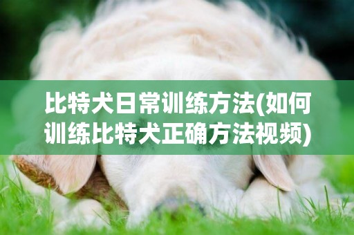 比特犬日常訓練方法(如何訓練比特犬正確方法視頻)