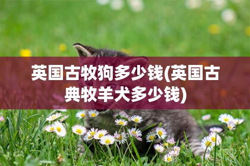 英國古牧狗多少錢(英國古典牧羊犬多少錢)