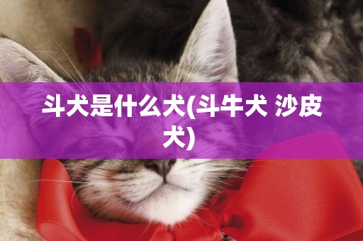 斗犬是什么犬(斗牛犬 沙皮犬) 