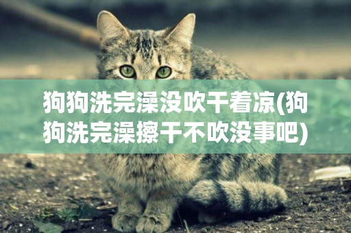 狗狗洗完澡沒吹干著涼(狗狗洗完澡擦干不吹沒事吧)