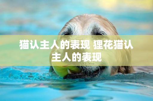 貓認主人的表現 貍花貓認主人的表現