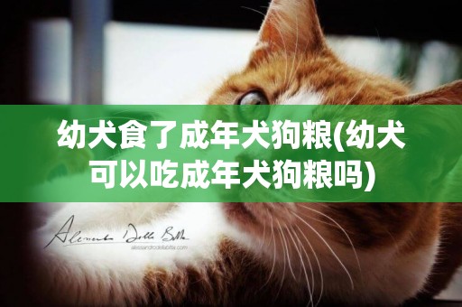 幼犬食了成年犬狗糧(幼犬可以吃成年犬狗糧嗎)