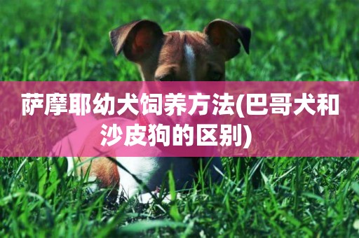 薩摩耶幼犬飼養方法(巴哥犬和沙皮狗的區別) 