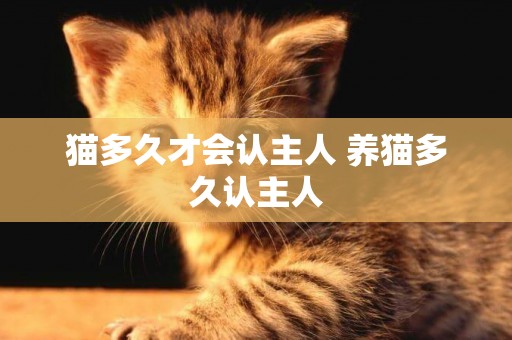 貓多久才會認主人 養貓多久認主人