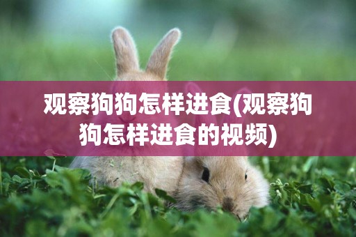 觀察狗狗怎樣進食(觀察狗狗怎樣進食的視頻)