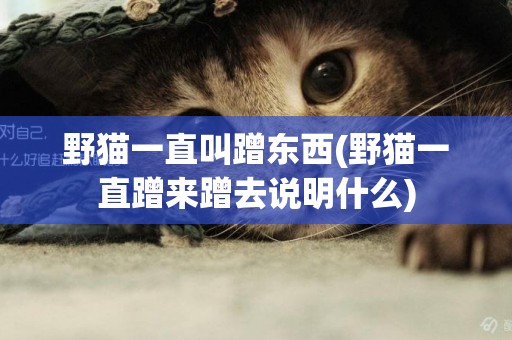 野貓一直叫蹭東西(野貓一直蹭來蹭去說明什么)