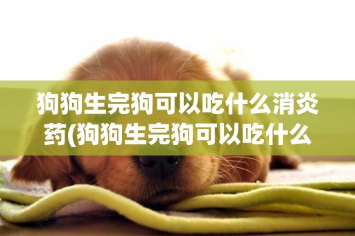 狗狗生完狗可以吃什么消炎藥(狗狗生完狗可以吃什么消炎藥呢)