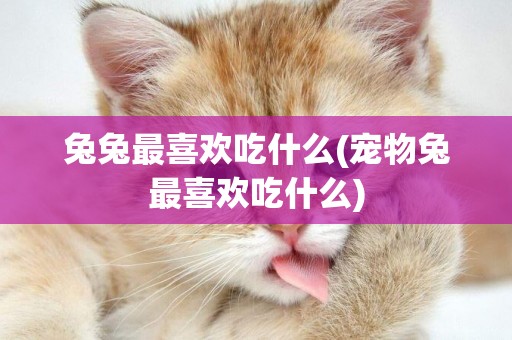 兔兔最喜歡吃什么(寵物兔最喜歡吃什么)