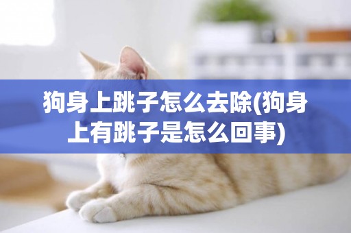 狗身上跳子怎么去除(狗身上有跳子是怎么回事)