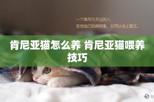 肯尼亞貓怎么養 肯尼亞貓喂養技巧