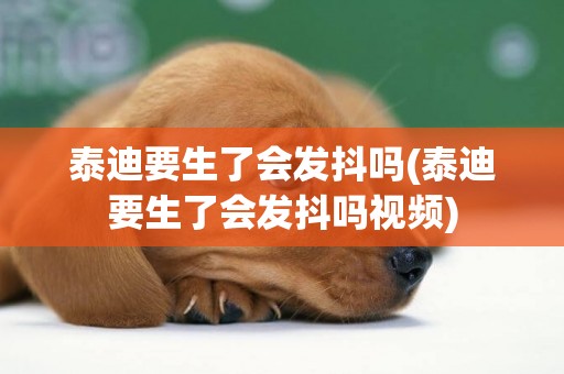 泰迪要生了會發抖嗎(泰迪要生了會發抖嗎視頻)