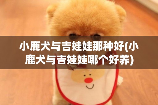 小鹿犬與吉娃娃那種好(小鹿犬與吉娃娃哪個好養)