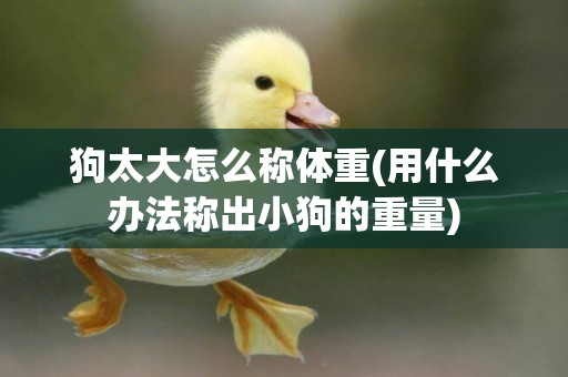 狗太大怎么稱體重(用什么辦法稱出小狗的重量)