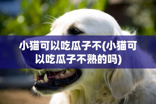 小貓可以吃瓜子不(小貓可以吃瓜子不熟的嗎)