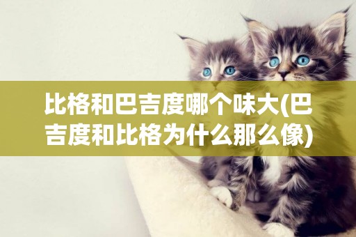 比格和巴吉度哪個味大(巴吉度和比格為什么那么像)