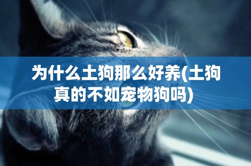 為什么土狗那么好養(土狗真的不如寵物狗嗎) 