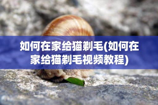如何在家給貓剃毛(如何在家給貓剃毛視頻教程)