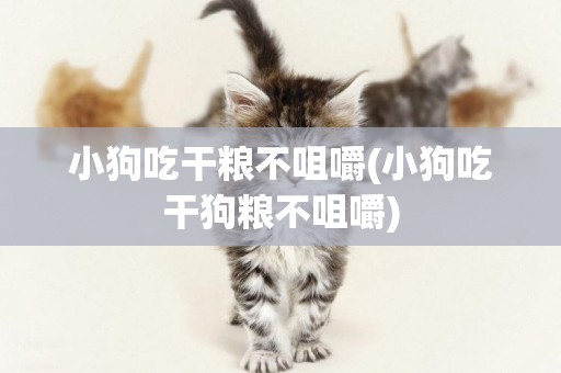 小狗吃干糧不咀嚼(小狗吃干狗糧不咀嚼)
