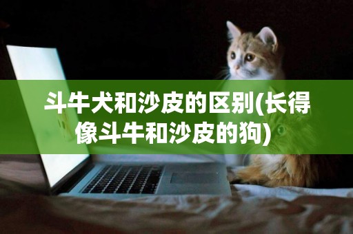斗牛犬和沙皮的區別(長得像斗牛和沙皮的狗) 