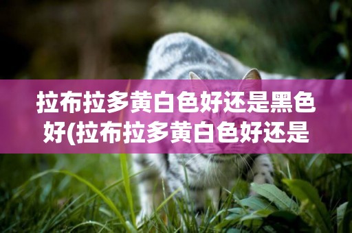 拉布拉多黃白色好還是黑色好(拉布拉多黃白色好還是黑色好看)