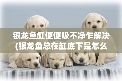 銀龍魚缸便便吸不凈乍解決(銀龍魚總在缸底下是怎么回事)