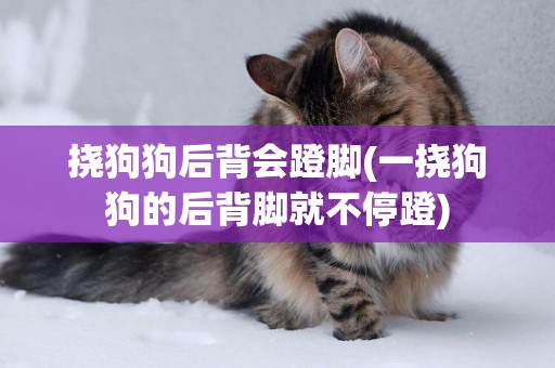 撓狗狗后背會蹬腳(一撓狗狗的后背腳就不停蹬)