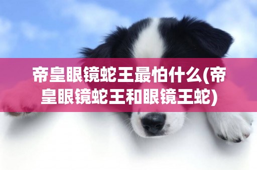 帝皇眼鏡蛇王最怕什么(帝皇眼鏡蛇王和眼鏡王蛇)