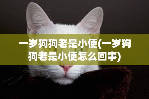 一歲狗狗老是小便(一歲狗狗老是小便怎么回事)