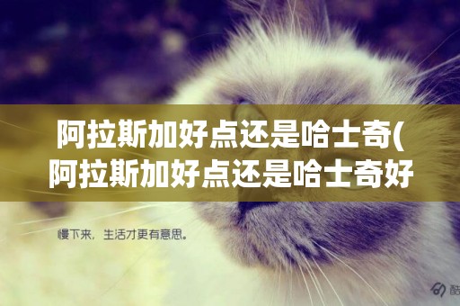 阿拉斯加好點還是哈士奇(阿拉斯加好點還是哈士奇好)
