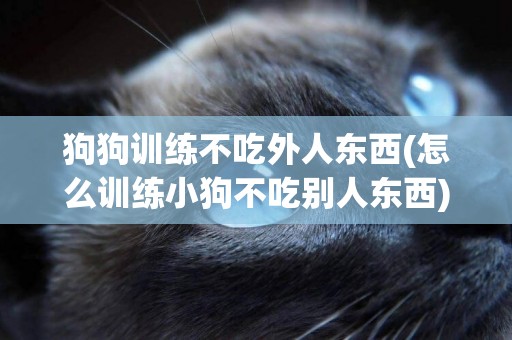 狗狗訓練不吃外人東西(怎么訓練小狗不吃別人東西)