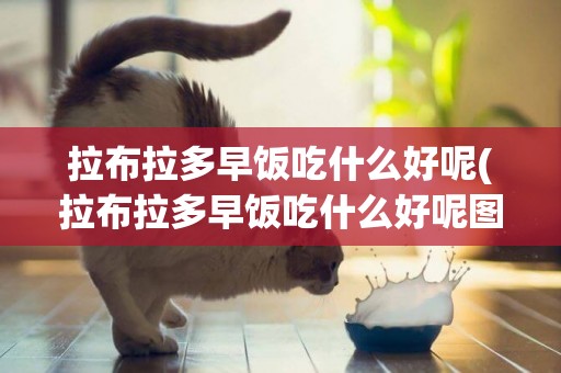 拉布拉多早飯吃什么好呢(拉布拉多早飯吃什么好呢圖片)
