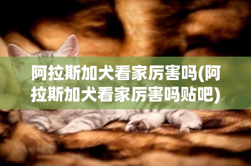 阿拉斯加犬看家厲害嗎(阿拉斯加犬看家厲害嗎貼吧)