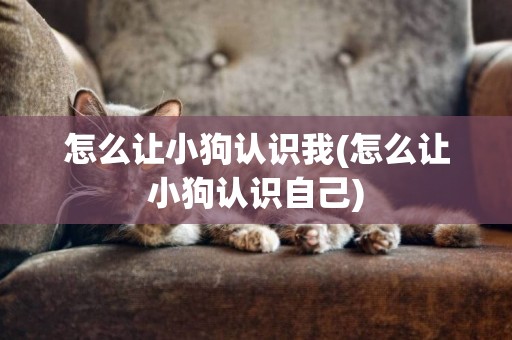 怎么讓小狗認識我(怎么讓小狗認識自己)
