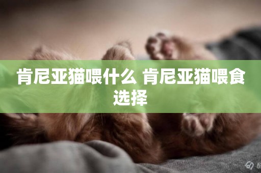 肯尼亞貓喂什么 肯尼亞貓喂食選擇