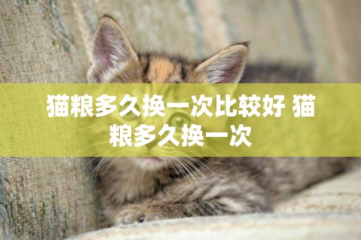 貓糧多久換一次比較好 貓糧多久換一次